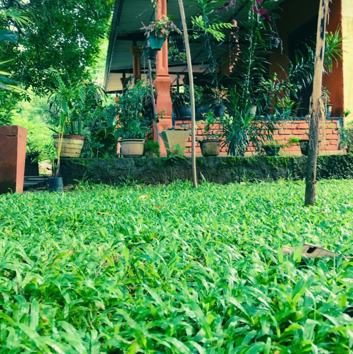 Oleena Home Stay Habarana Exterior foto